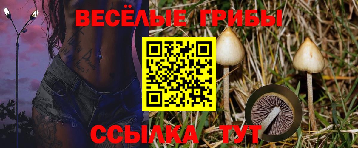 Галлюциногенные грибы Psilocybe  Вход с VPN  Псилоцибиновые грибы мухоморы  Ставрополь 
